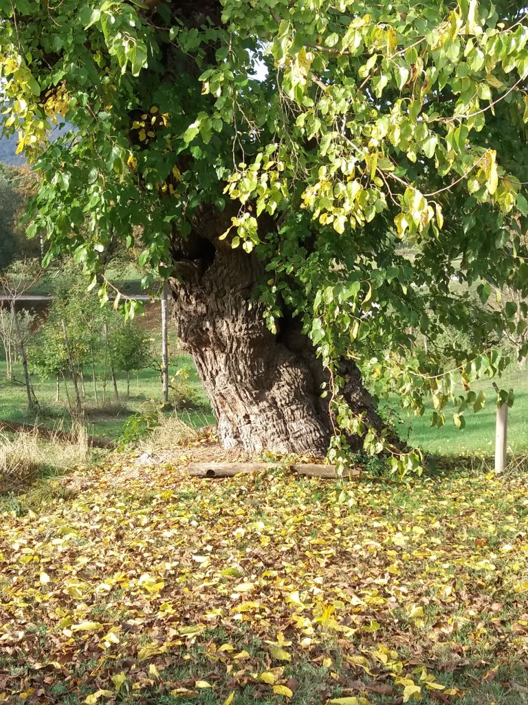 Il gelso bianco, albero monumentale piantumato nel diciottesimo secolo.